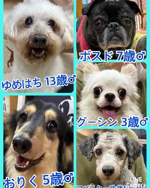 🐾今日の里親様募集中ワンコ🐶メンバーです🐾2023,7,16【保護犬カフェ天神橋店】